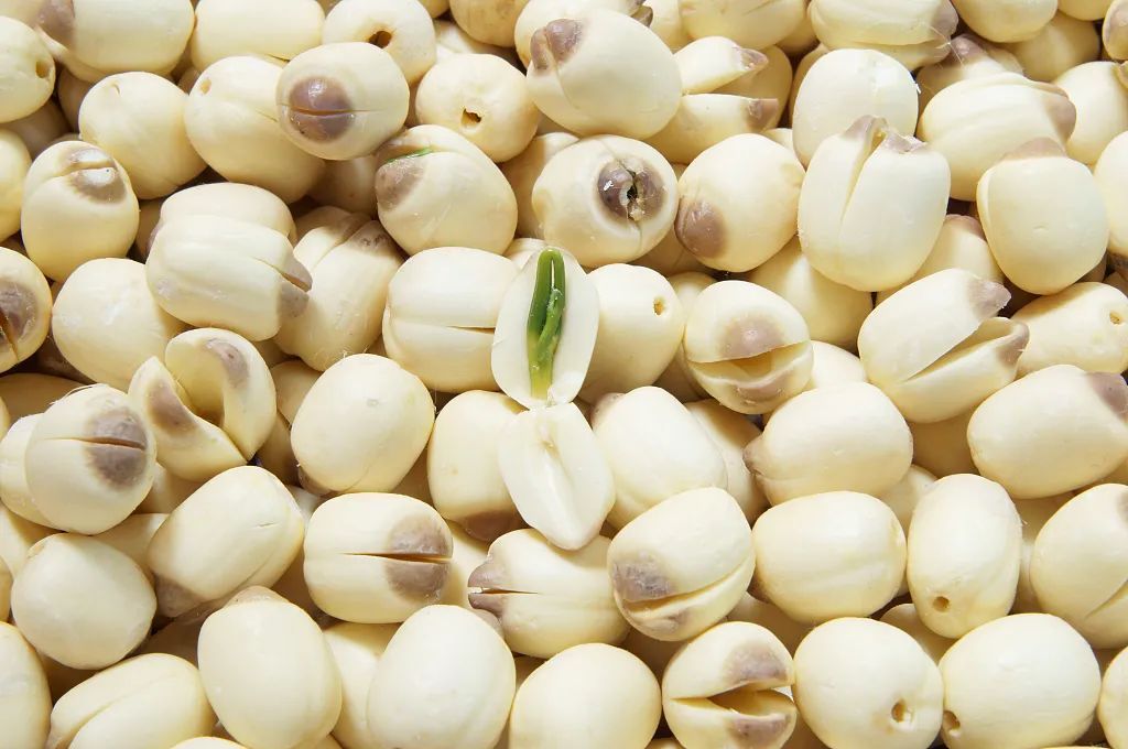 Semi di Loto Secchi con Cuore Verde - 140g